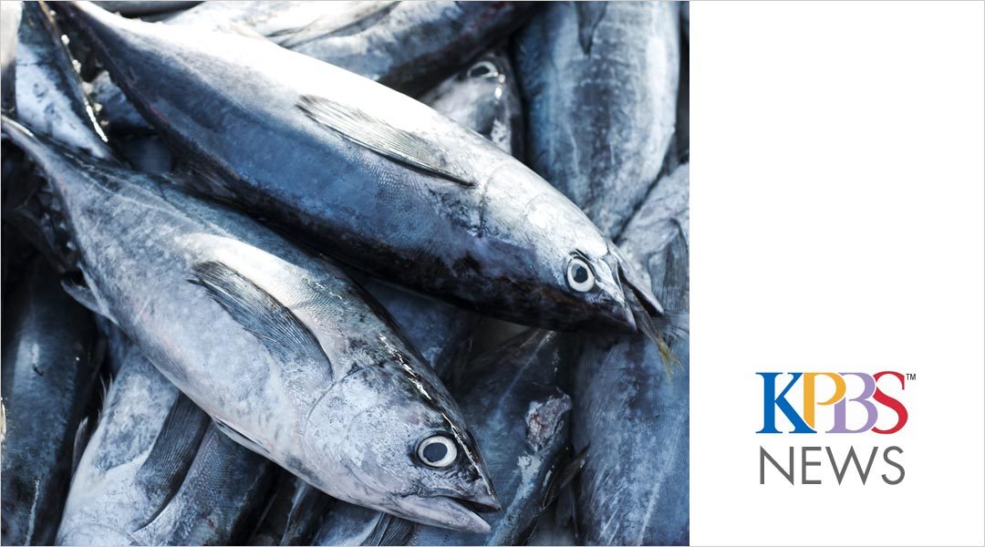 Friday Business Report: 200 Jobs To Be Lost As Local Tuna Sells Off Fishing Boats